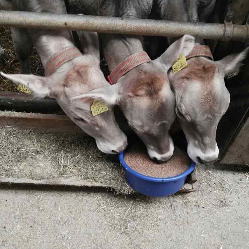 Kälber an der Leckmasse